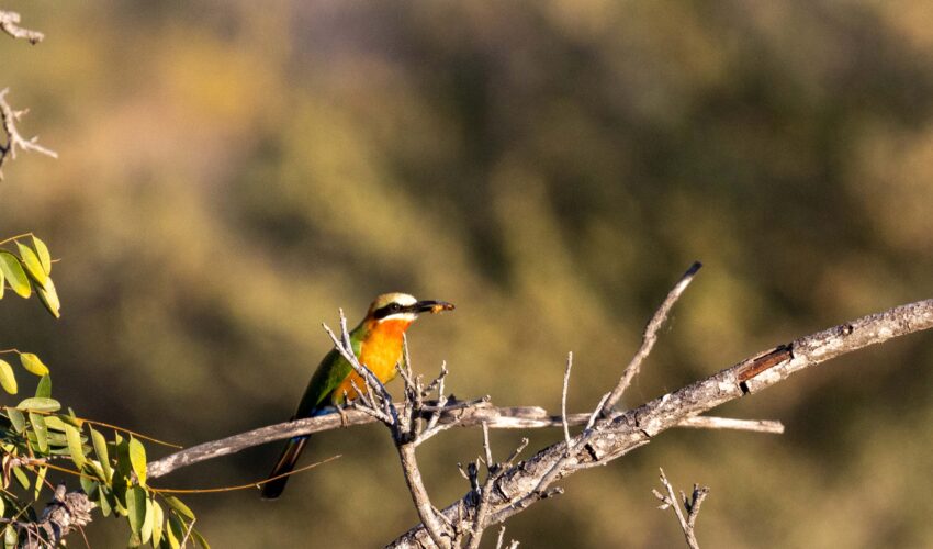 Bird on a branch, Kruger Park, South Africa