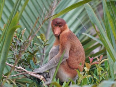 Proboscis monkey, Borneo
