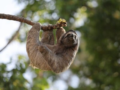 Sloth, Costa Rica