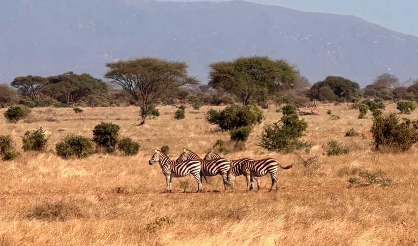 Zebras on safari, Camp mama mercy, kenya