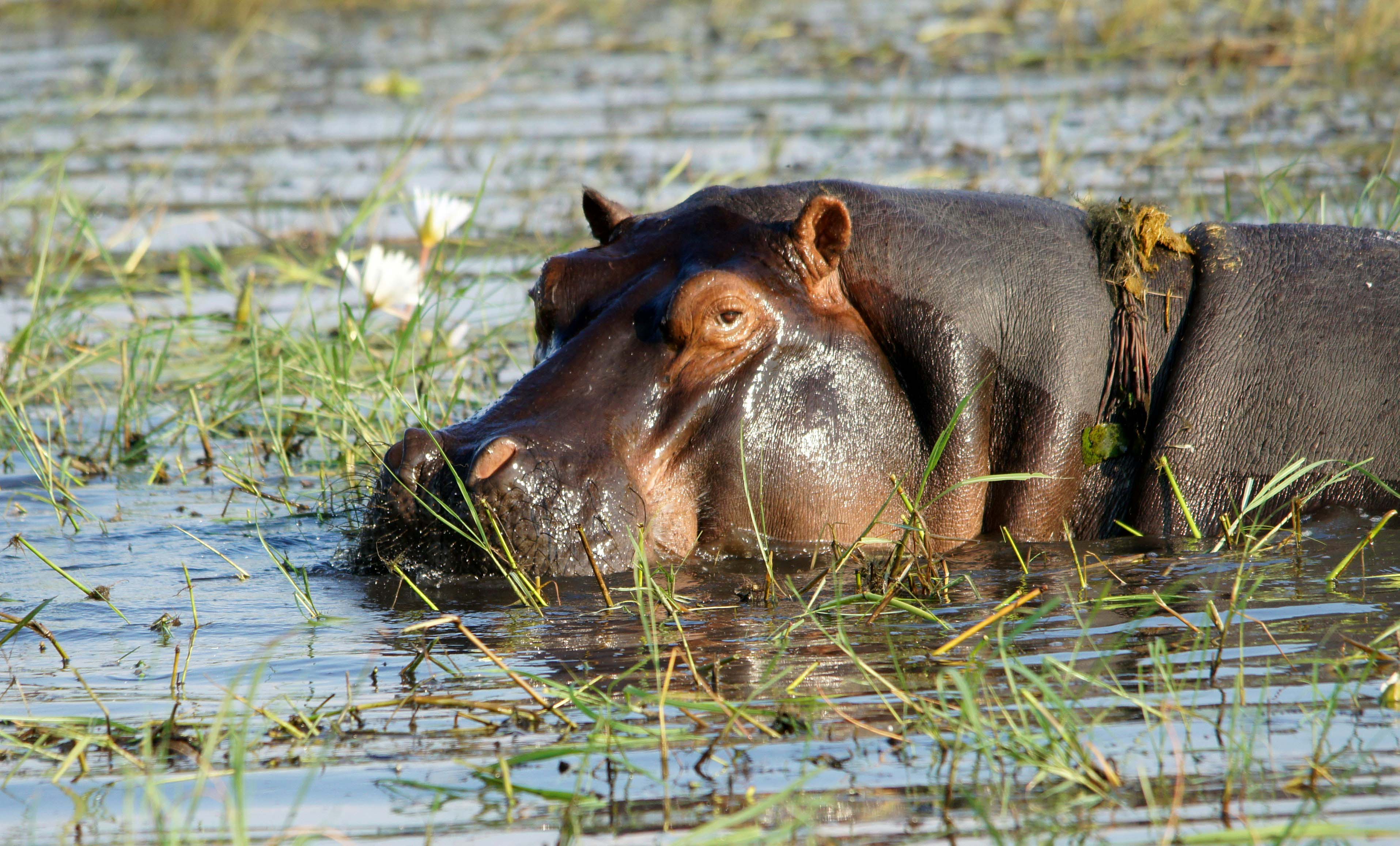 hippopotamus zambia