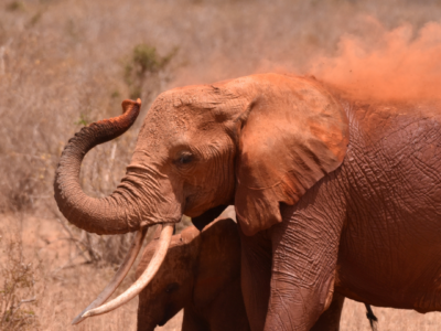 Two elephants having a dust bath in Tsavo National Park, Africa