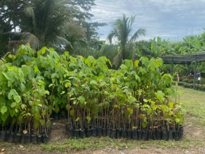 sarah-and-jackson-borneo-blog-image-8