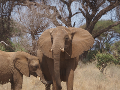 An African elephant in the bush in Tsavo East National Park