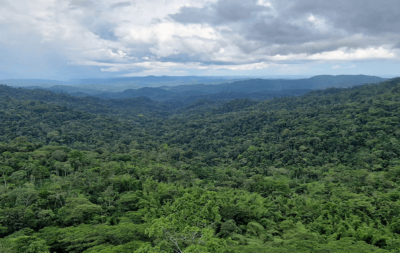 View of the Amazon Rainforest in Ecuador