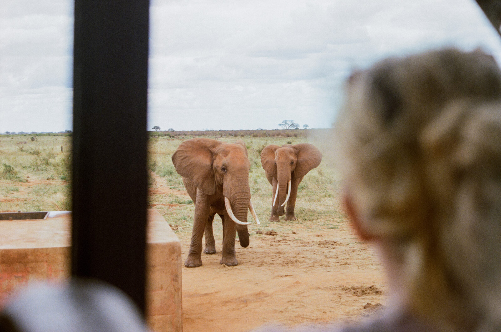 A girl in a safari jeep looking out towards two elephants in Kenya