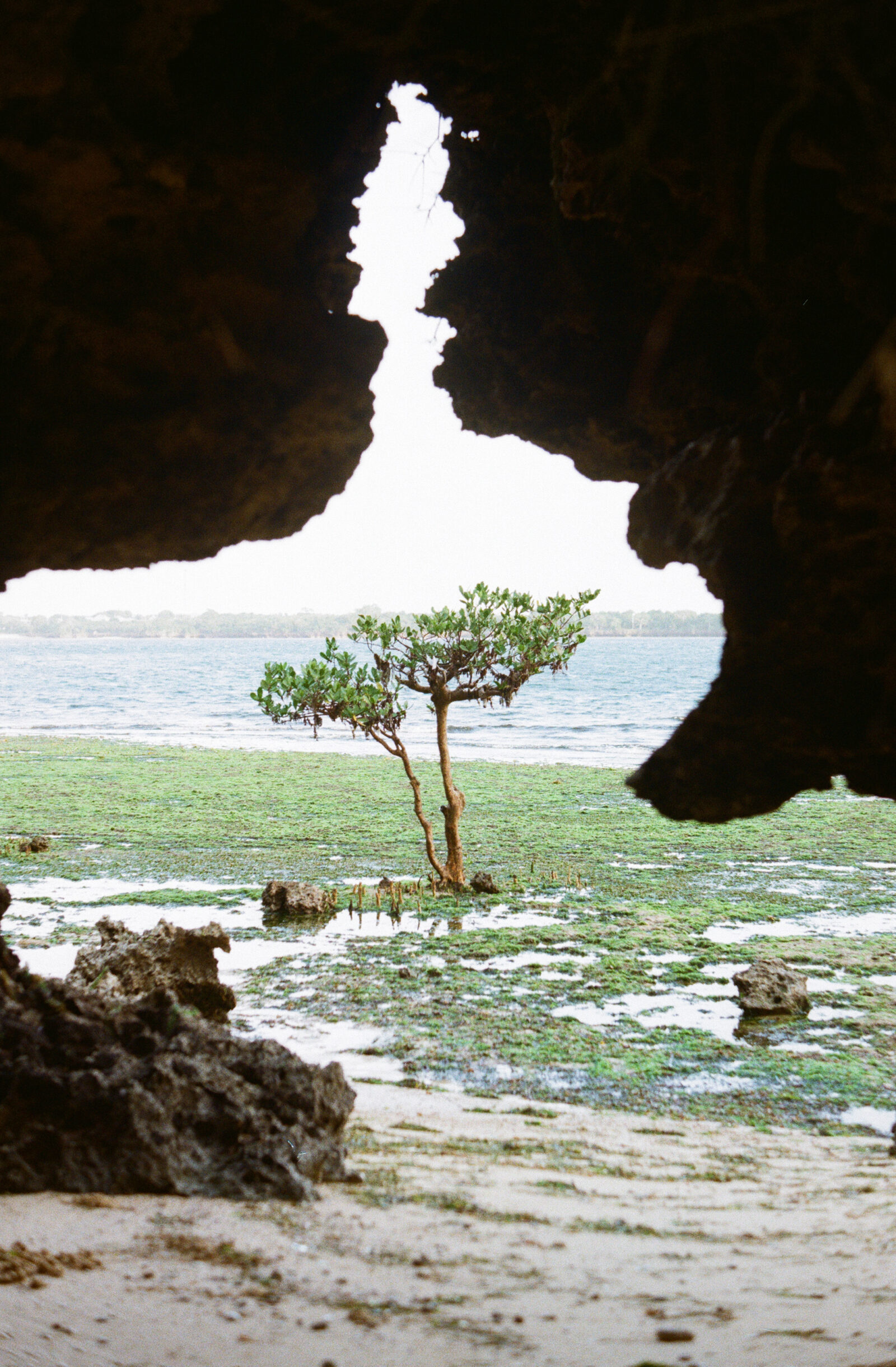 A tree standing in the mangrove framed my the outlines of a cave