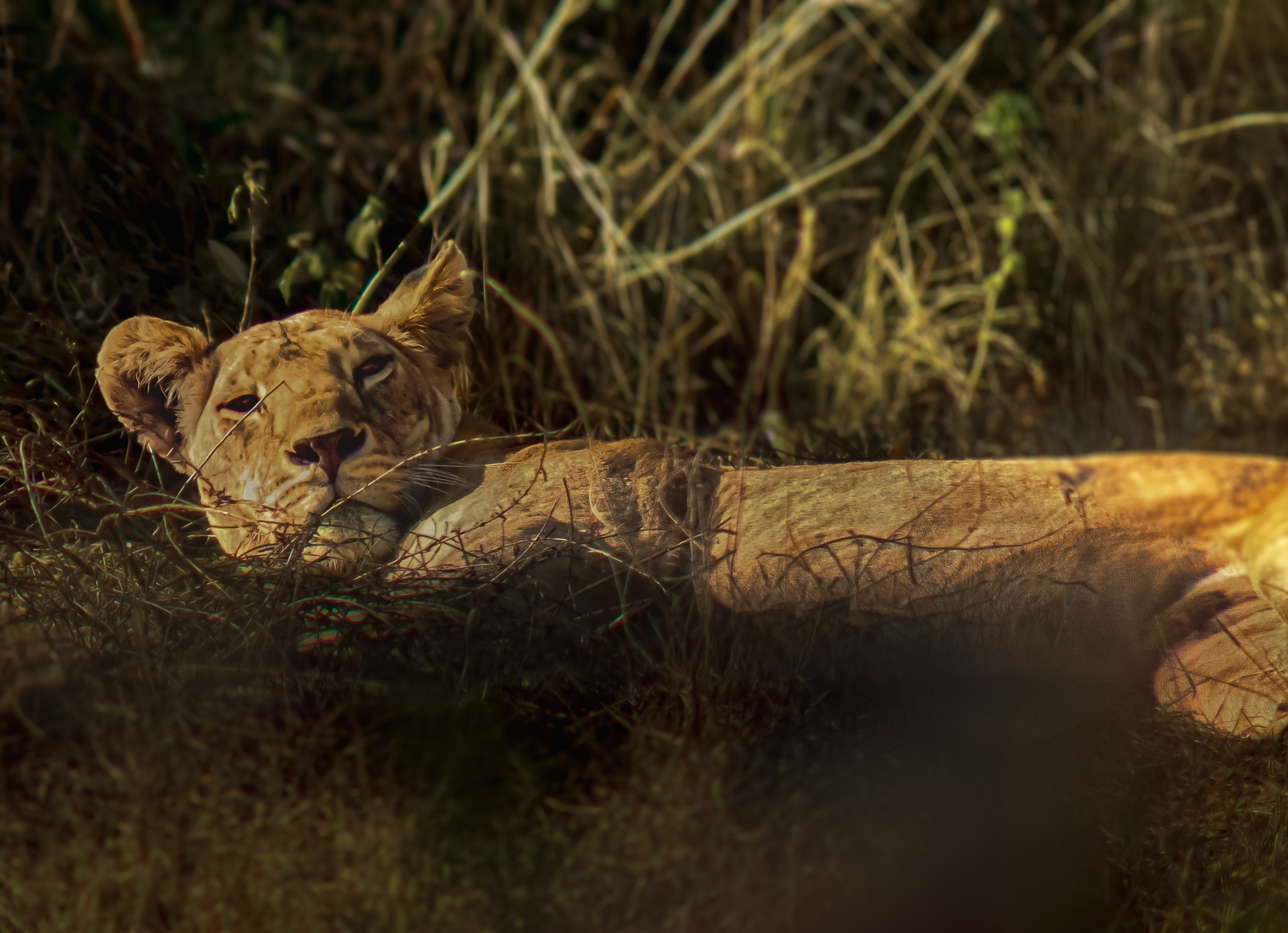 Lioness laying on the ground in Kenya